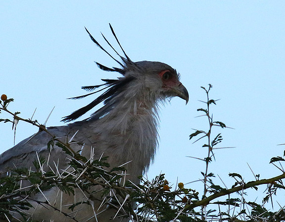 Secretary bird - Grumeti