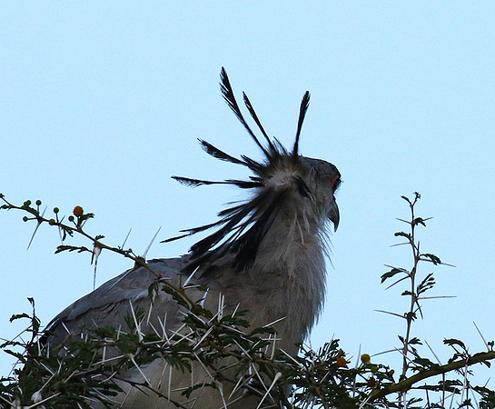 Secretary bird - Grumeti