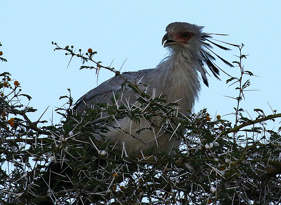 Secretary bird - Grumeti
