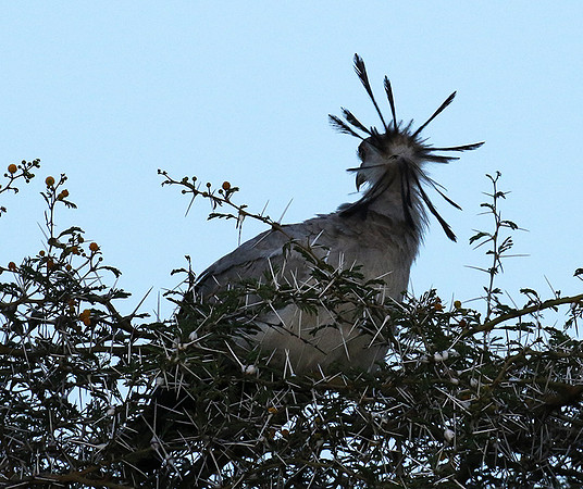 Secretary bird - Grumeti