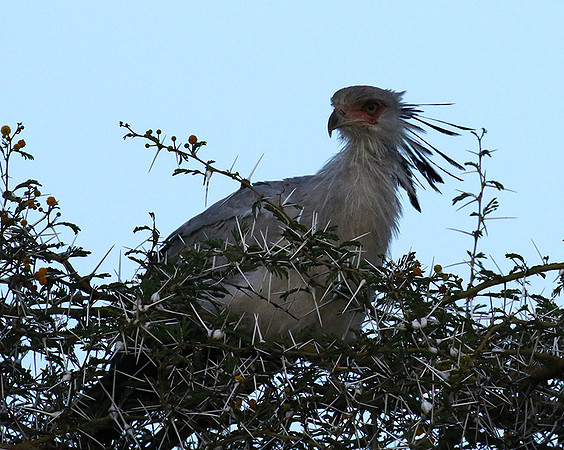 Secretary bird - Grumeti