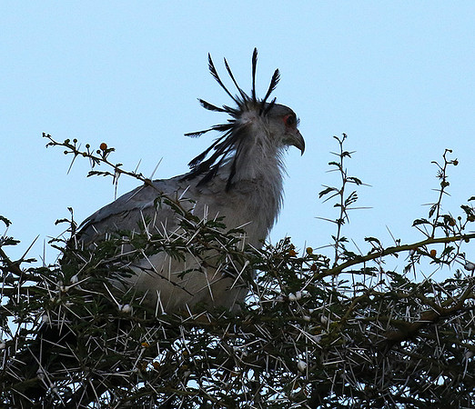 Secretary bird - Grumeti