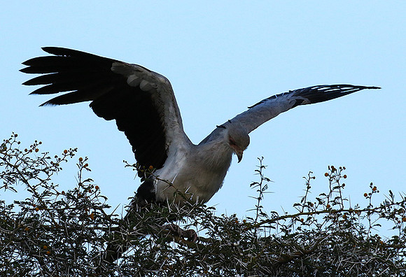 Secretary bird - Grumeti