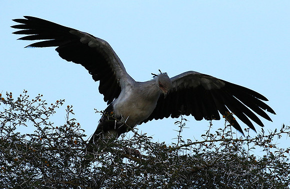 Secretary bird - Grumeti