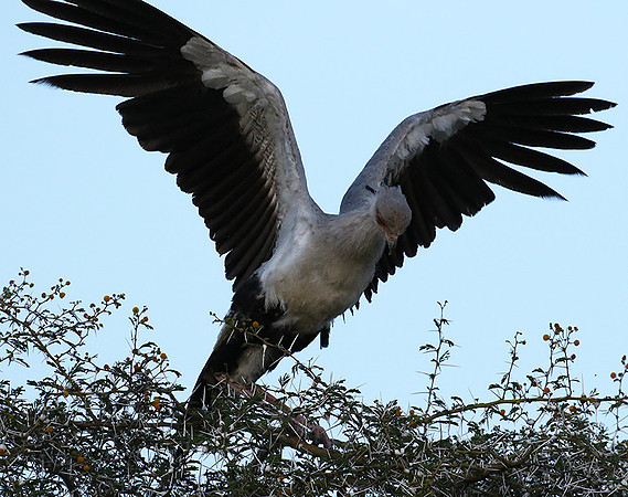 Secretary bird - Grumeti