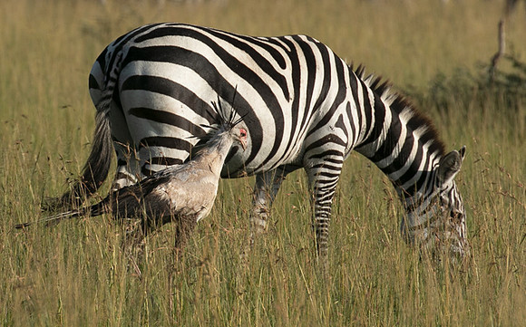 Secretary bird - Grumeti