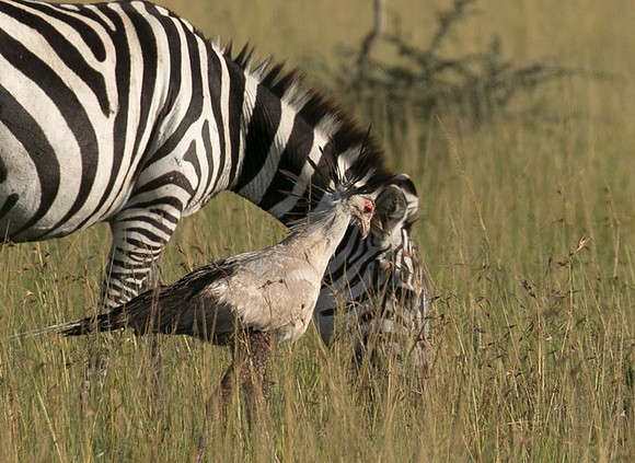 Secretary bird - Grumeti