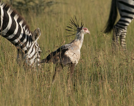 Secretary bird - Grumeti