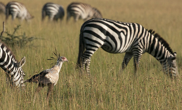 Secretary bird - Grumeti