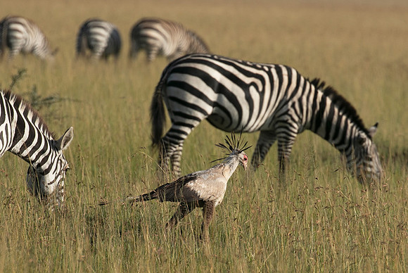 Secretary bird - Grumeti