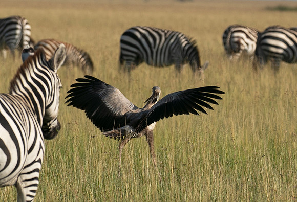 Secretary bird - Grumeti