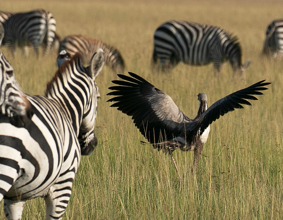 Secretary bird - Grumeti