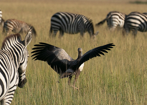 Secretary bird - Grumeti