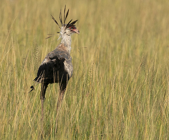 Secretary bird - Grumeti
