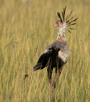 Secretary birds