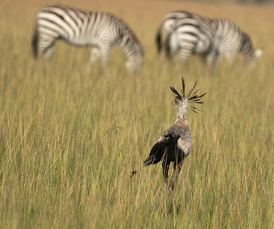 Secretary bird - Grumeti