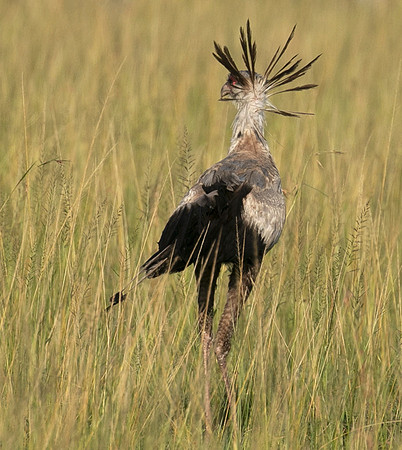 Secretary bird - Grumeti