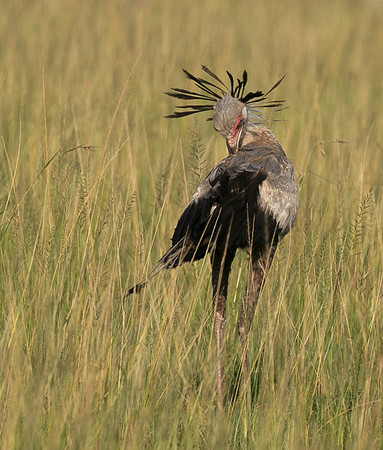 Secretary bird - Grumeti