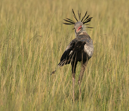 Secretary bird - Grumeti