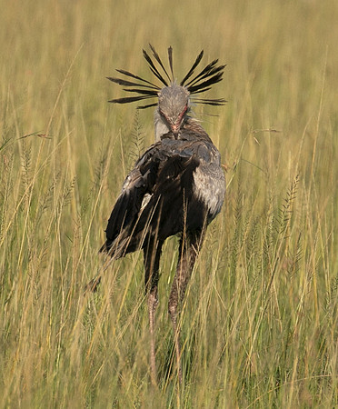 Secretary bird - Grumeti
