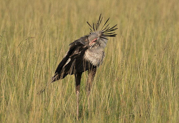 Secretary bird - Grumeti
