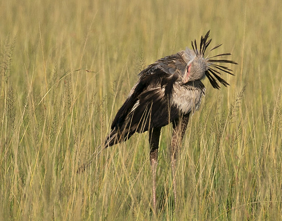 Secretary bird - Grumeti