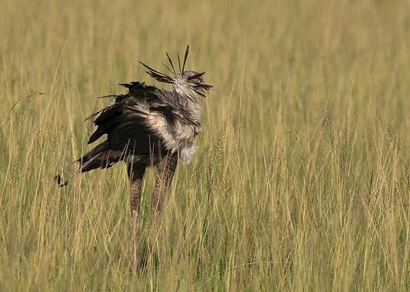 Secretary bird - Grumeti