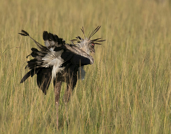 Secretary bird - Grumeti
