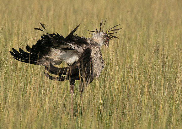 Secretary bird - Grumeti
