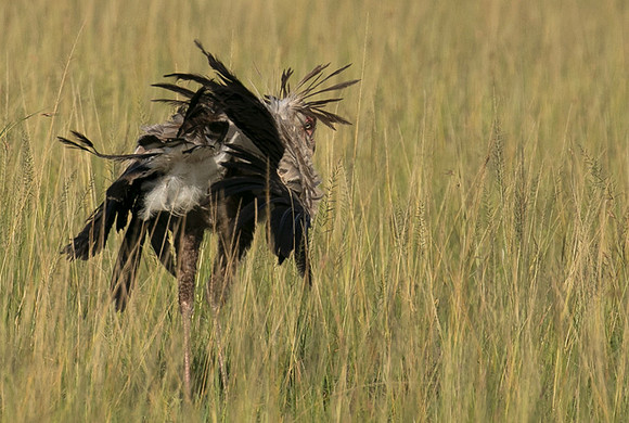 Secretary bird - Grumeti