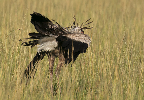 Secretary bird - Grumeti