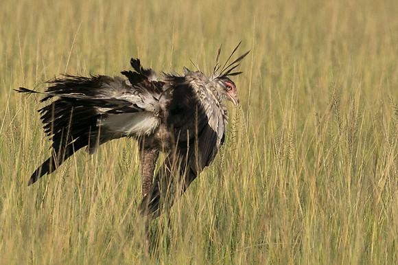 Secretary bird - Grumeti