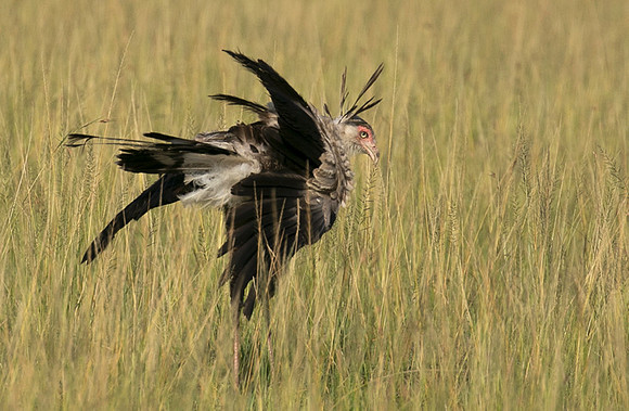 Secretary bird - Grumeti
