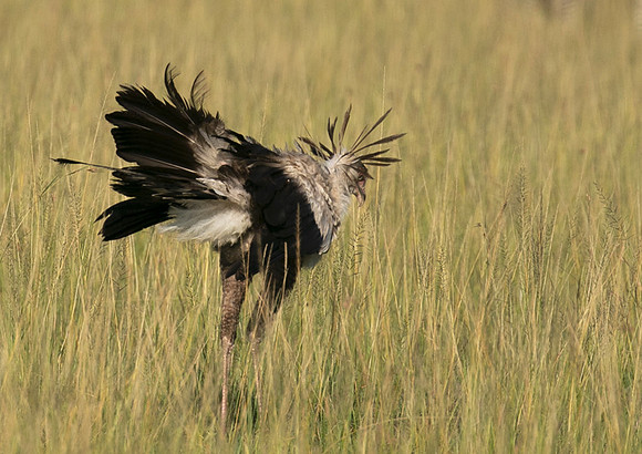 Secretary bird - Grumeti