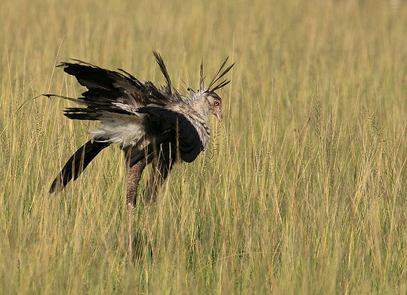 Secretary bird - Grumeti