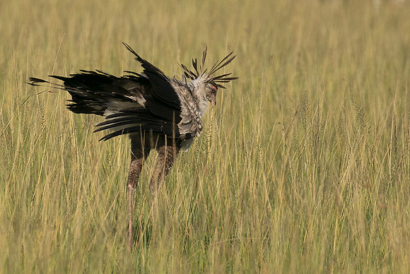Secretary bird - Grumeti
