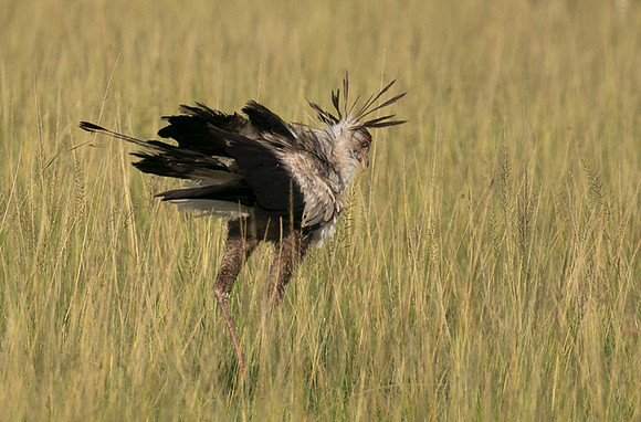 Secretary bird - Grumeti