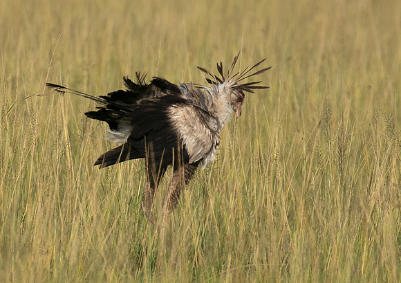 Secretary bird - Grumeti