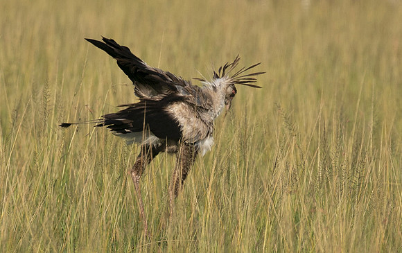 Secretary bird - Grumeti