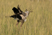 Secretary bird - Grumeti