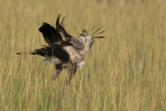 Secretary bird - Grumeti