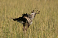 Secretary bird - Grumeti