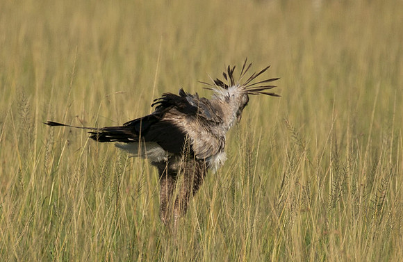 Secretary bird - Grumeti