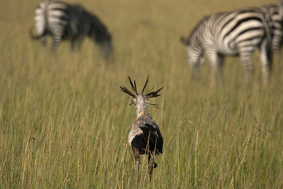 Secretary bird - Grumeti