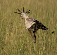 Secretary bird - Grumeti