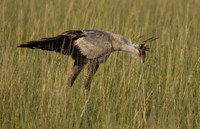 Secretary bird - Grumeti