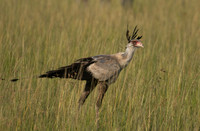 Secretary bird - Grumeti
