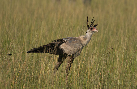 Secretary bird - Grumeti