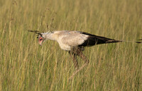 Secretary bird - Grumeti