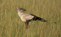 Secretary bird - Grumeti